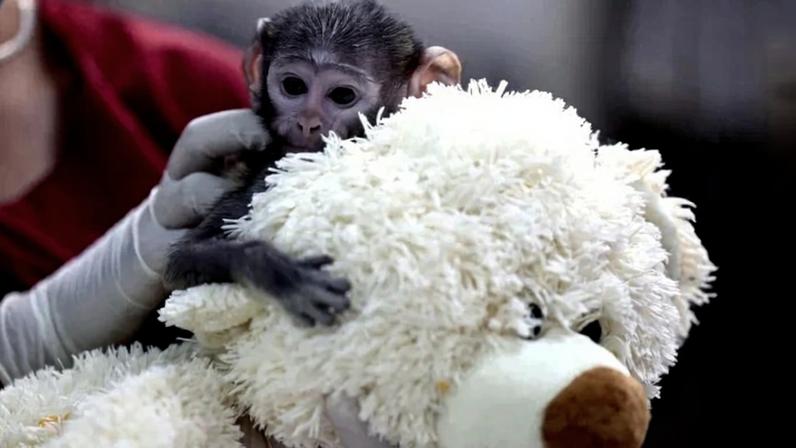 Yuji the monkey (Erythrocebus patas) is bottle-fed by his caretakers while cuddling a stuffed dog, an object that provides him with security, confidence, and stability but does not replace his mother, at the Guadalajara Zoo in Guadalajara, Jalisco, Mexico, on April 16, 2026. Kamaria, a first-time mother, was unable to feed the infant, so the primate area decided to transfer him to the Comprehensive Center for Animal Medicine and Welfare (CIMBA), where he is being kept in a controlled environment at a temperature of 35 degrees Celsius and is receiving specialized care and nutrition. (Photo by )