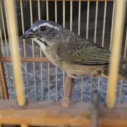 Trinca-ferro-verdadeiro resgatado de cativeiro no Recanto