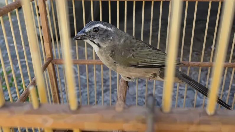 A ave encontrada estava sendo mantida sem as devidas autorizações dos órgãos ambientais - (crédito: Divulgação/PMDF)