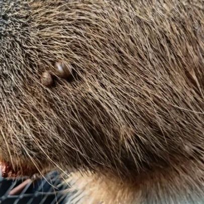 Capivara é resgatada em estacionamento no Guará