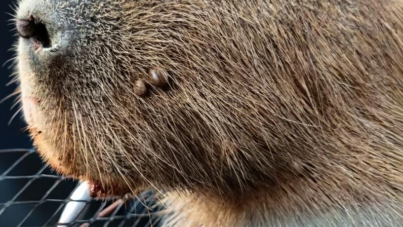 O animal estava saudável e foi solto em uma área apropriada para a vida selvagem - (crédito: Reprodução/PMDF)