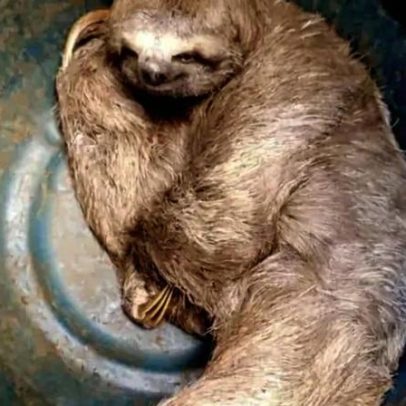 Bicho-preguiça é resgatado em Candangolândia.