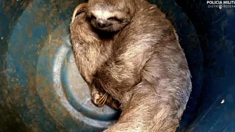 Preguiça foi resgata e liberada em área de mata apropriada para a sobrevivência do animal - (crédito: Divulgação/PMDF)