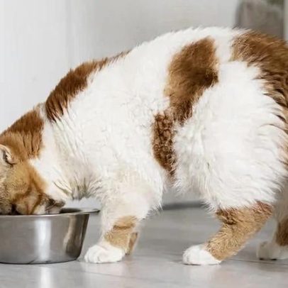 Sobrepeso em pets é perigoso e afeta a saúde dos animais