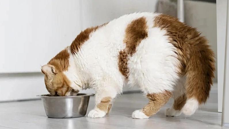 Alimentação controlada é essencial para evitar o sobrepeso em pets - (crédito: Reprodução/Freepik)