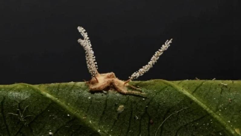 O Gibellula mineira parasita as aranhas da espécie Iguarima censoria - (crédito: Reprodução/ Universidade Federal de Viçosa)