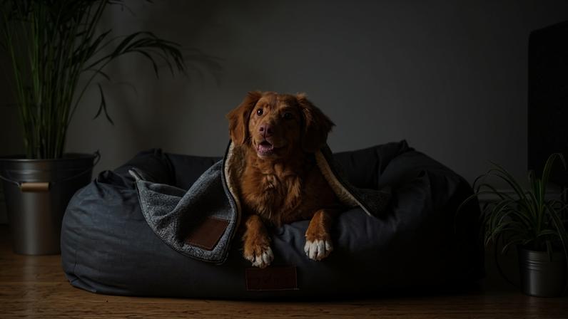 Pets compartilhados: guarda de animais de estimação após separação vira lei - (crédito: Jamie Street/Unsplash)