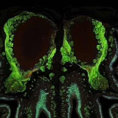 Cientistas revelam primeiro mapa olfativo completo