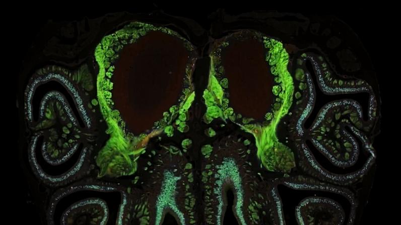 Fotografia microscópica de uma secção transversal do nariz de um rato - (crédito: Datta Lab)