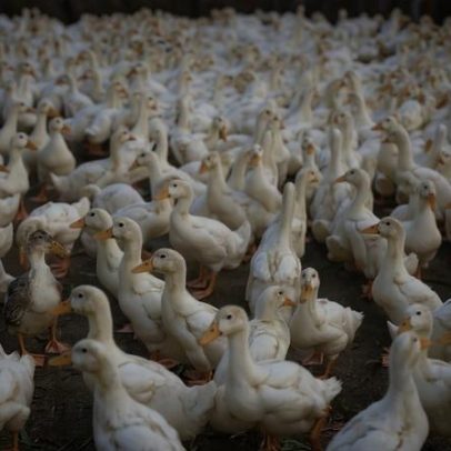 Defesas animais celebram proibição do foie gras por maus-tratos