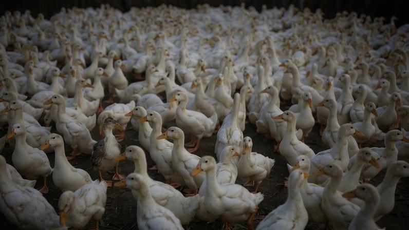 Congresso aprova medida que proíbe produtos feitos a partir da alimentação forçada de animais, como o foie gras. - (crédito: Canva)