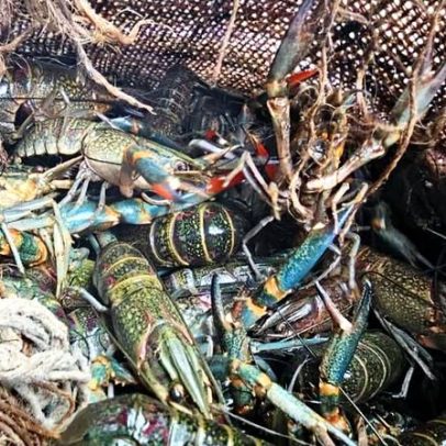 Malawi celebra vitória no fim do contrabando de lagostas de água doce invasoras