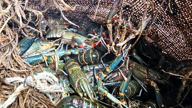 Malawi celebra vitória no fim do contrabando de lagostas de água doce invasoras