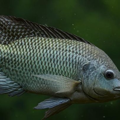 Peixes de água doce e salgada podem trazer benefícios à saúde