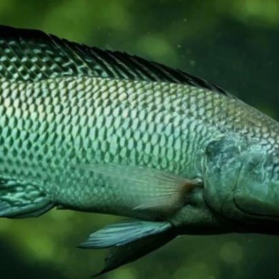 Recomendações para incluir peixe nas refeições