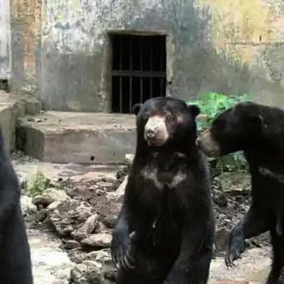 Diversas espécies de ursos: características e curiosidades