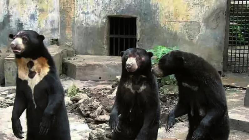 Diversas espécies de ursos: características e curiosidades