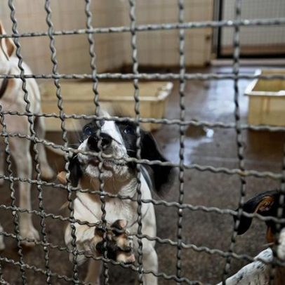 Sistema nacional pode unificar denúncias de maus-tratos a animais