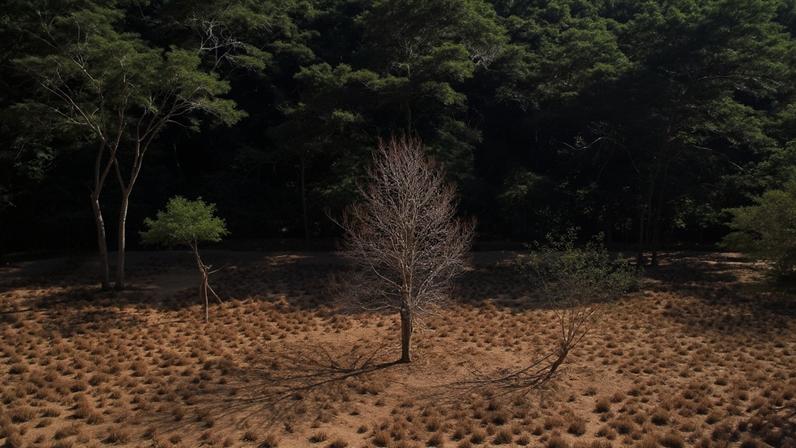 Desmatamento na fronteira entre o Cerrado e a Amazônia no Mato Grosso