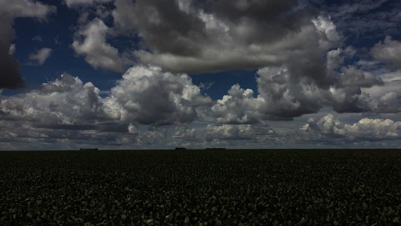 Vasto campo verde de plantas sob céu azul com muitas nuvens brancas, com árvores distantes no horizonte.