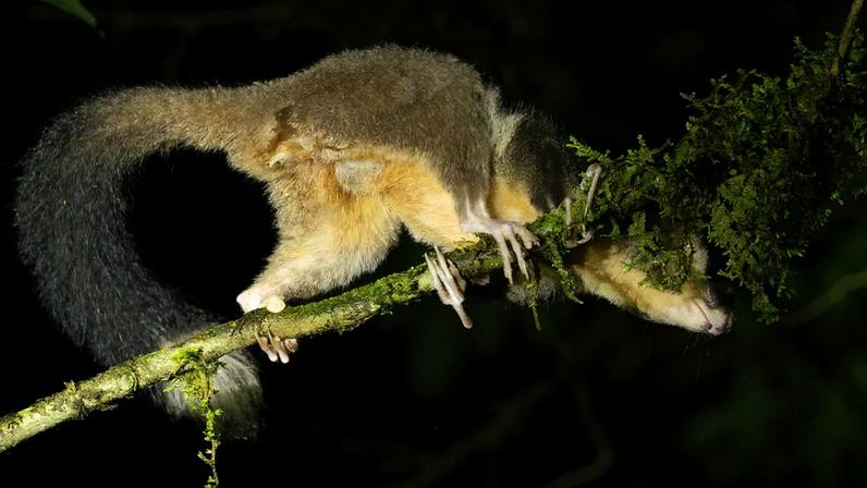 Espécies redescobertas na Papua destacam importância do conhecimento indígena