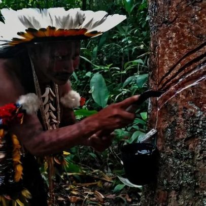 Retomada de terras indígenas pode restaurar memória biocultural de biomas