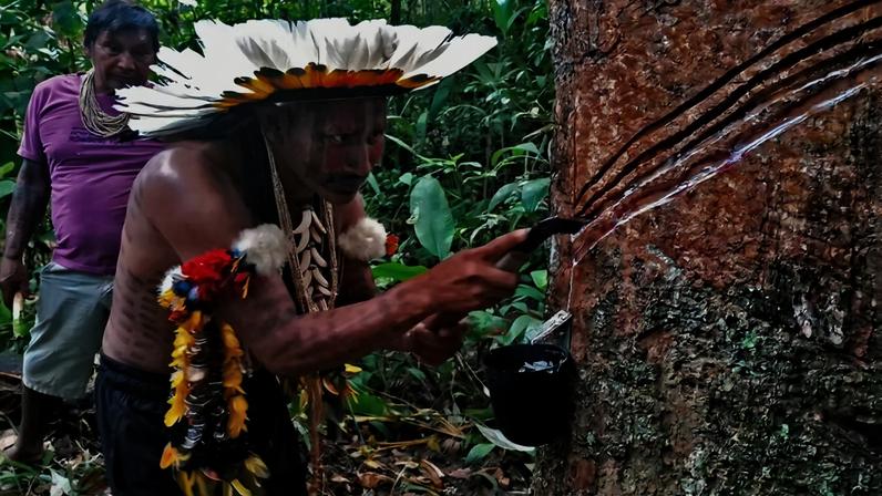 Seringueiro iniciante faz primeiros cortes sob olhar do colega mais experiente na aldeia Pé de Mutum, da Terra Indígena Japuíra, em Mato Grosso.