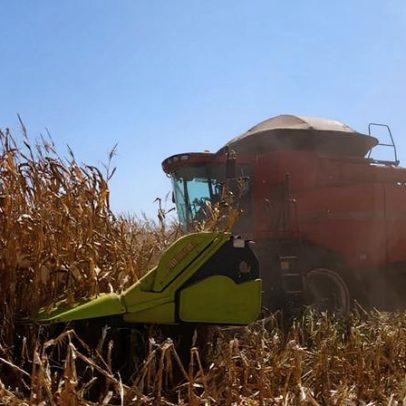 Chuva escassa agrava a segunda safra de milho no Paraná