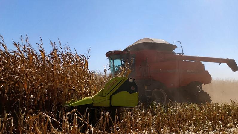 Fases críticas do milho no Paraná elevam dependência de chuvas
