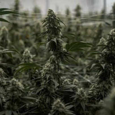 EUA avaliam reclassificação da maconha, abrindo caminho para mais estudos