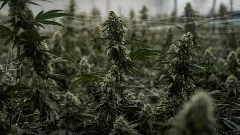 Plantas de maconha em Denver, Colorado, durante tradicional evento em 20 de abril