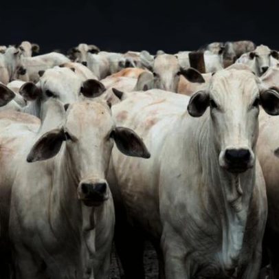 MBRF amplia unidade de carne bovina no Uruguai com investimento de US$70 milhões