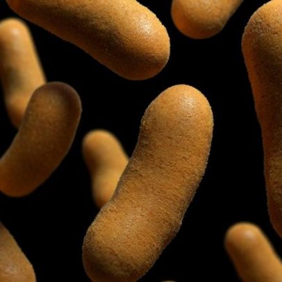 Álcool modifica microbiota intestinal de camundongos de modo diferente entre sexos
