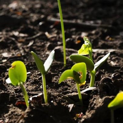 Nanotecnologia brasileira melhora germinação de sementes de soja
