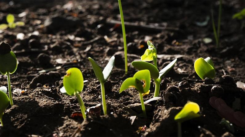 Foto de plantas jovens no solo logo após a germinação.