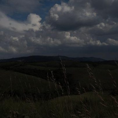 Campos naturais do Brasil resistem às adversidades e abrigam plantas centenárias