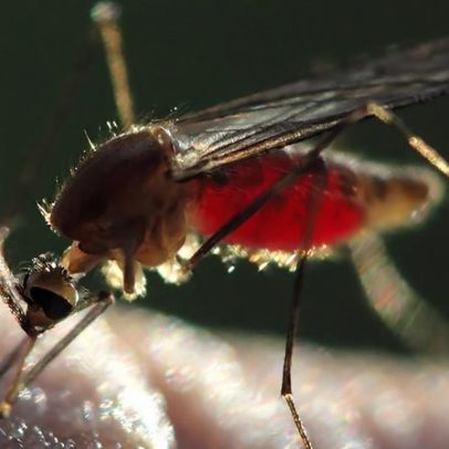 Mosquito da malária evolui e supera resistência a inseticidas
