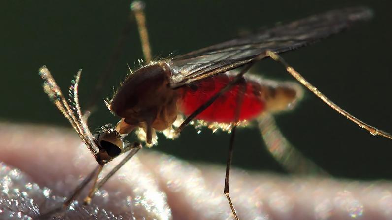 Mosquitos que nascem com “armadura” química natural contra inseticidas sobrevivem e geram descendentes igualmente resistentes, tornando o controle da malária muito mais complexo - Foto: Dunpharlain / wikimedia commons.
