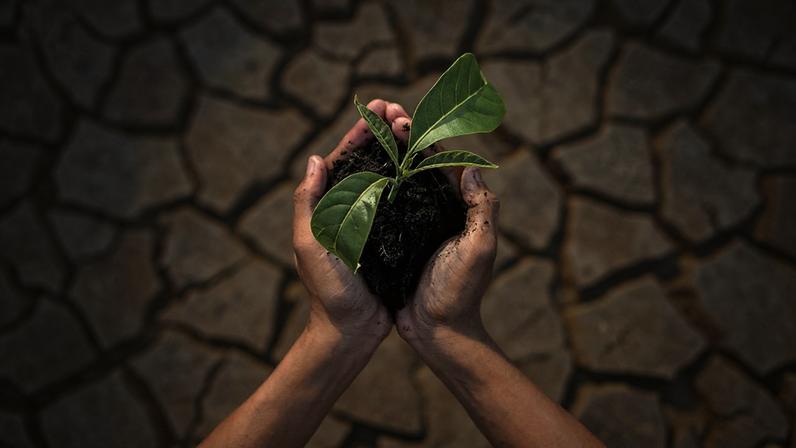 Fotomontagem de mãos segurando um vaso de plantas sobre um terreno árido