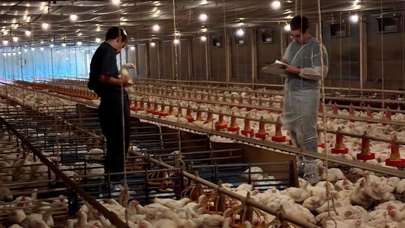 Frangos com menor sensibilidade à dor podem ter se habituado e não a expressam em respostas fisiológicas e comportamentais, o que gera a possibilidade de perdas produtivas e comprometimento ao bem estar - Foto: cedida pelo pesquisador