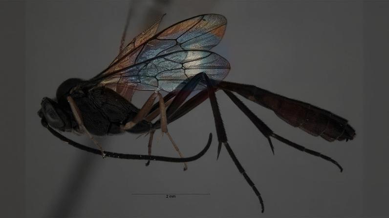 Close de um pequeno inseto (vespa) visto de perfil, com corpo escuro, antenas longas e asas translúcidas. As asas têm uma sobreposição colorida em estilo “mapa de calor” (do azul ao vermelho). Fundo liso azulado e escala de 2 mm indicando o tamanho reduzido.