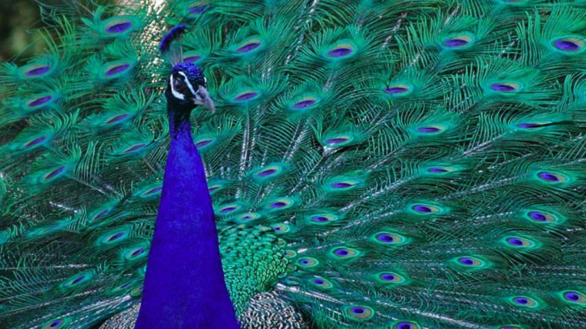 Pavão, símbolo de vaidade entre os animais mais belos do mundo