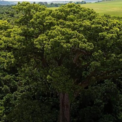 Árvores centenárias no Brasil revelam séculos de história