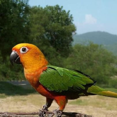 Aves que imitam a fala humana: espécies que impressionam