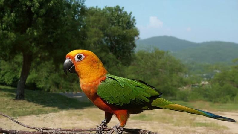 Aves que imitam a fala humana: espécies que impressionam