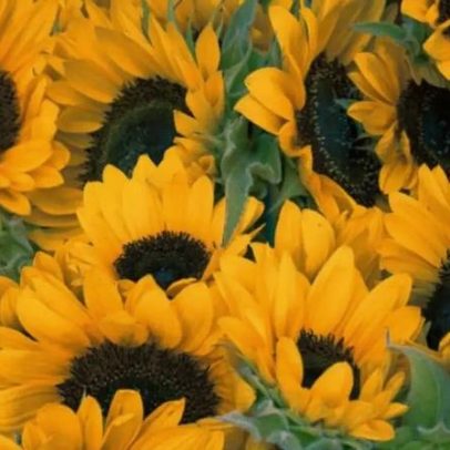 Girassóis encantam pela beleza e por acompanharem a luz do sol