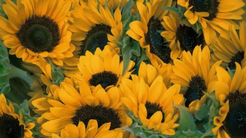 Girassóis encantam pela beleza e por acompanharem a luz do sol