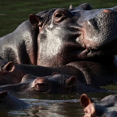 Filho de bilionário indiano oferece abrigar hipopótamos de Escobar em zoo
