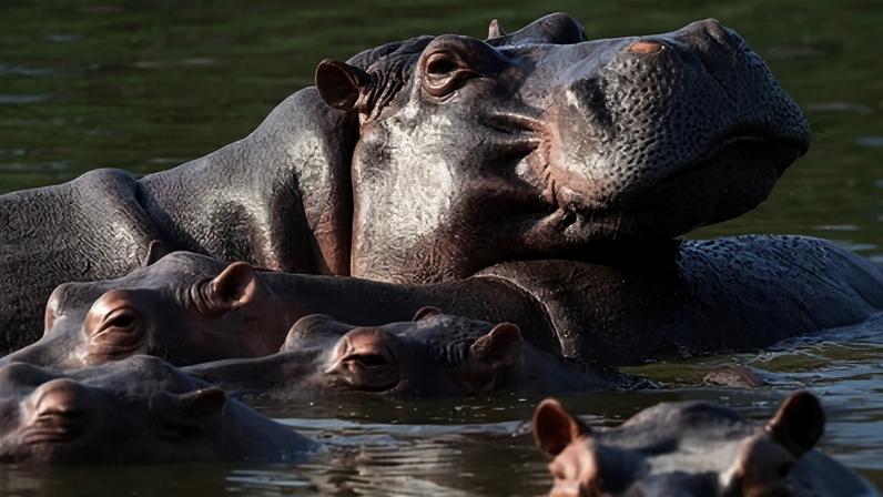Hippos float in the lagoon at the Hacienda Nápoles theme park, once the private estate of drug kingpin Pablo Escobar who imported three female hippos and one male decades ago.