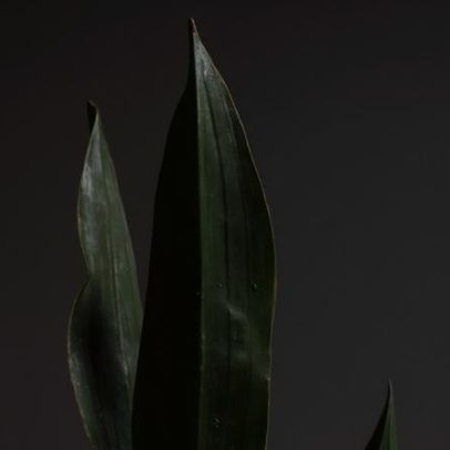 Espada-de-São-Jorge: verdades e exageros sobre a planta símbolo de proteção